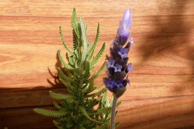 Lavanda fiorita d'inverno