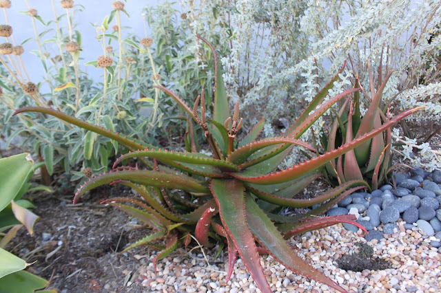 Aloe cameroni