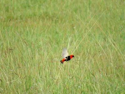 Awesome Uganda Bird Photos: Southern Red Bishop bird in Uganda