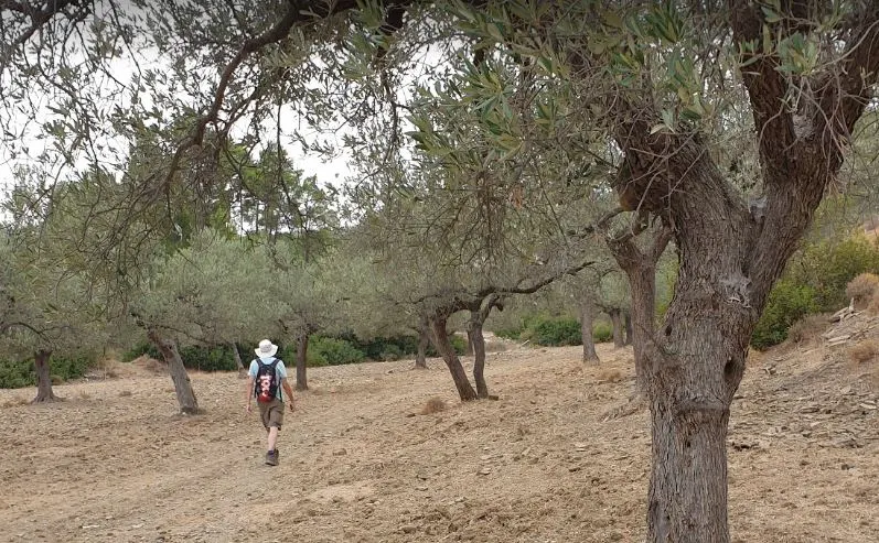 Through the olive grove