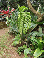 Monstera deliciosa (Swiss cheese plant) - Senator Fong's Plantation and Gardens, Oahu, HI