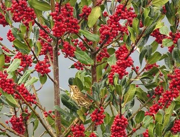 Ilex aquifolium