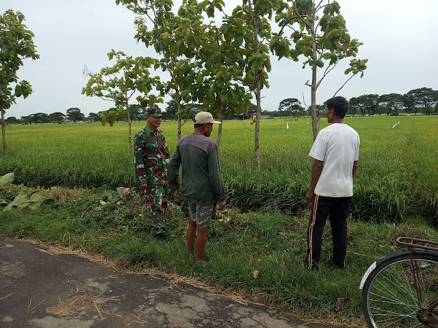 Dampingi Petani, Babinsa Juwok  Pantau Tanaman Padi