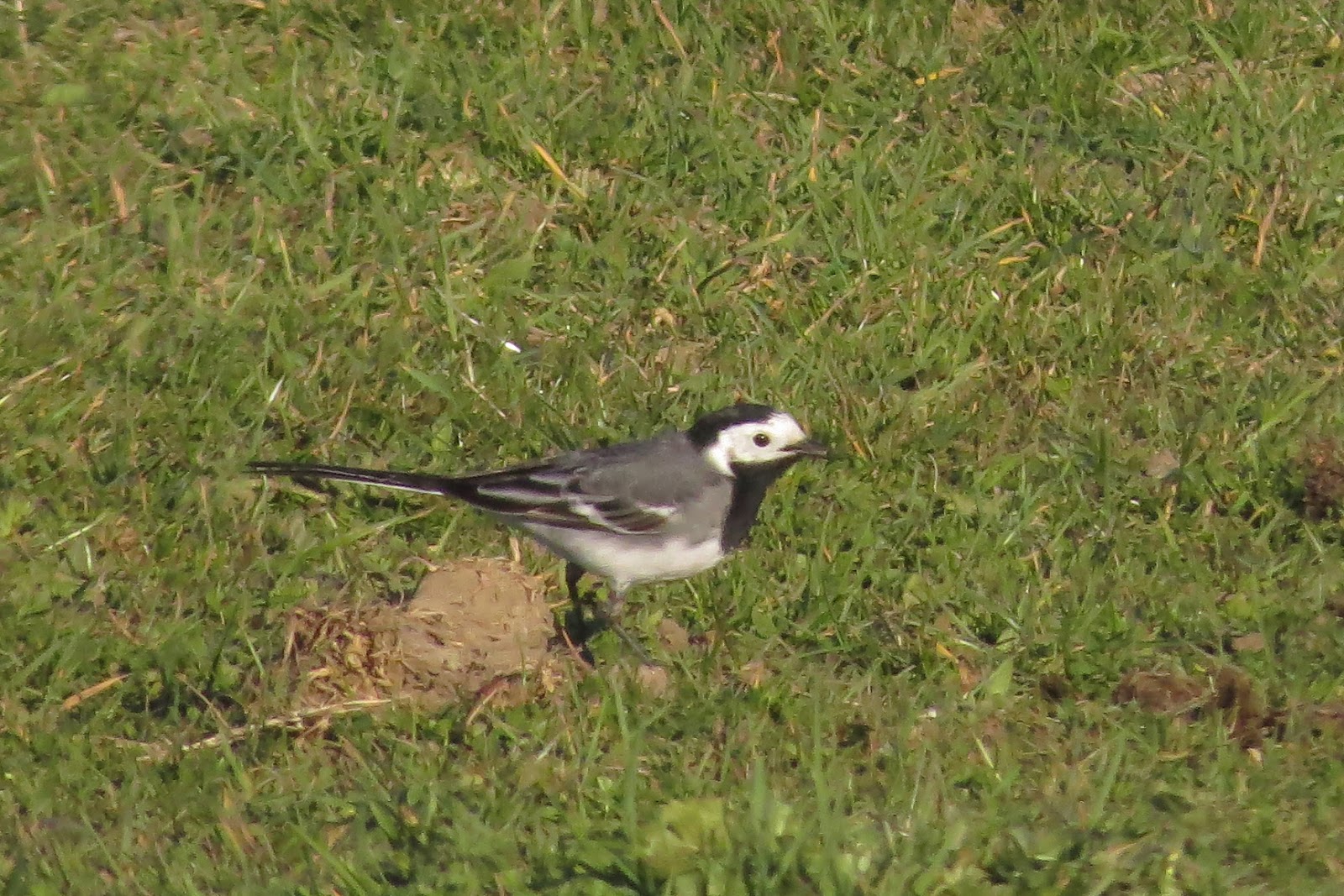Bedsbirds Images Blog White Wagtail Stopsley Common