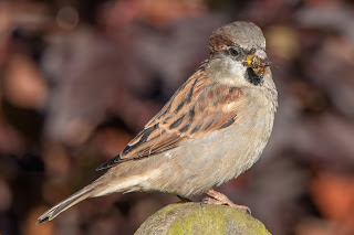 House Sparrow DFBridgeman