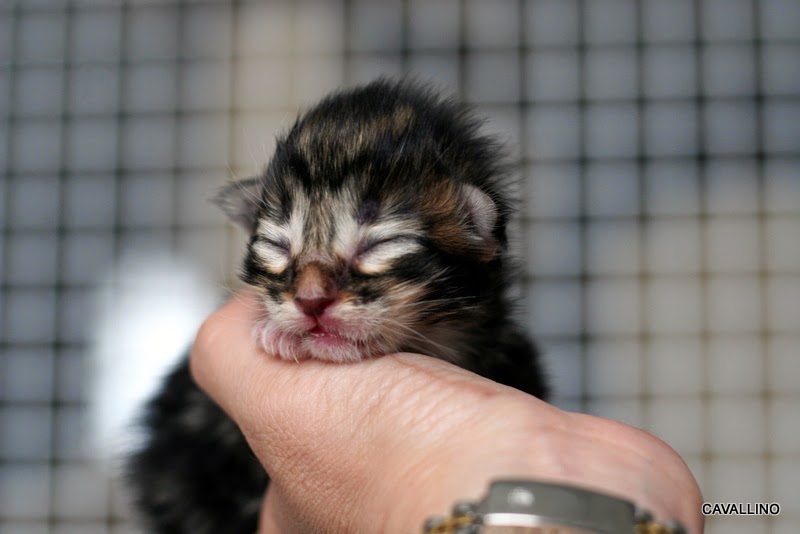 Cavallino 猫 ねこ ネコ お目目が開きました レタスベイビーズ