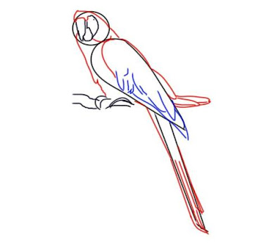 how-to-draw-a-parrot