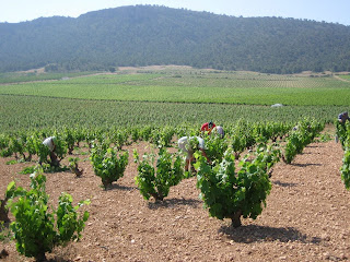 Pié Franco Monastrell