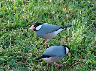 اسعار عصافير الزينة بالصور