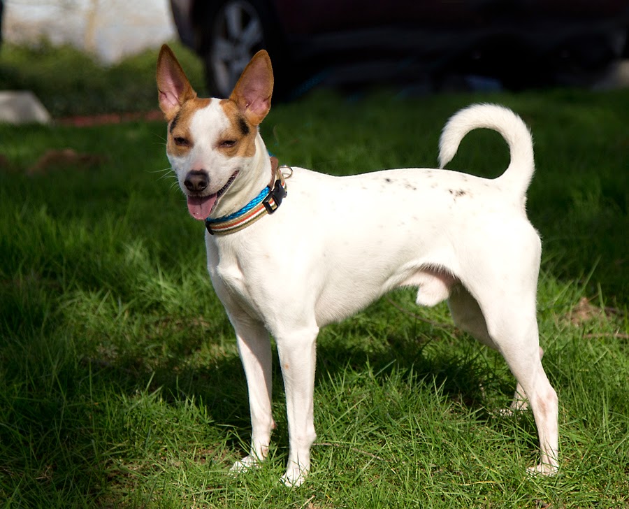 Shelter Dogs of Portland: "JACK" happy Jack Russell (Rat Terrier?) mix