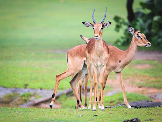 How Eating Wild Game Benefits your Health