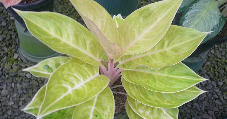 Cara Merawat Tanaman Bunga Aglaonema Sri Rejeki Ratu Daun - TUKANG