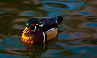 Mallard Duck HD Wallpapers