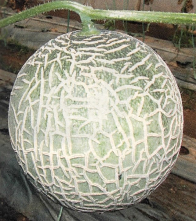 harvest king