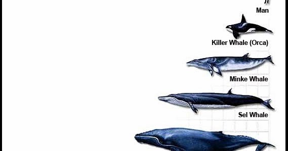 Whales of the World: Size