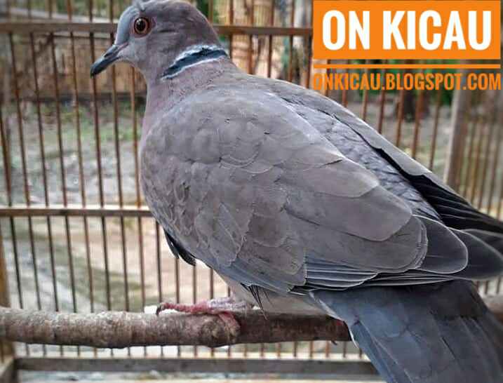 Burung Puter Kalimantan