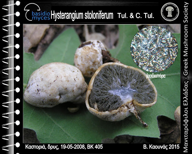 Hysterangium stoloniferum Tul. & C. Tul.