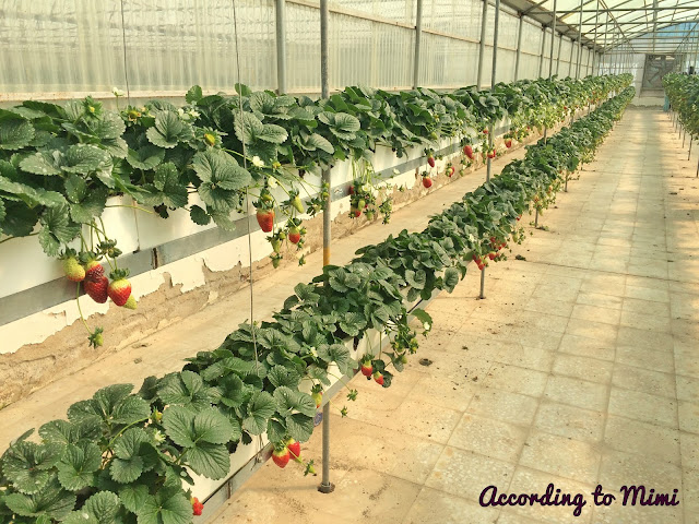 Juicy yummy strawberries