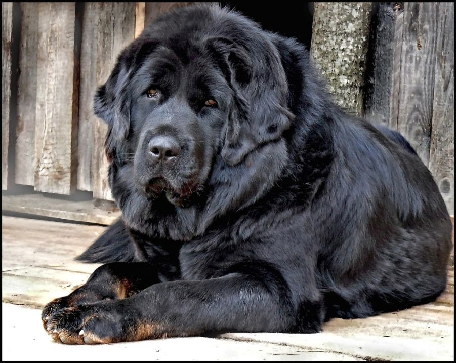 Очень крупная порода собак. Тибетский мастиф. Собака тибетский мастиф. Большая собака мастиф. Тибетский мастиф черный.