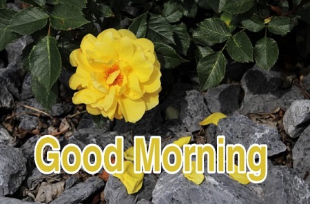 New Good Morning New Good Morning