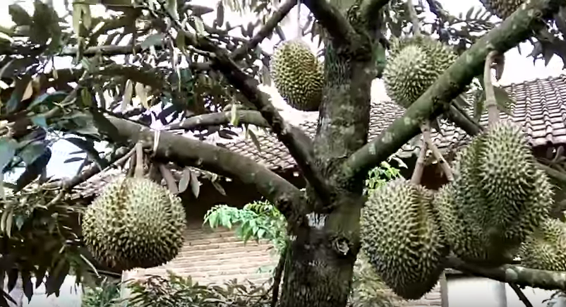 Peluang Usaha Menjanjikan Budidaya Durian Untuk Pemula 2 Peluang Usaha Menjanjikan Budidaya Durian Untuk Pemula 2