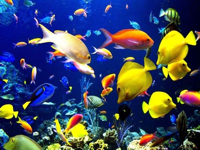 Gambar Ikan di Laut Hidup dari Jenis Konsumsi dan Ikan Hias