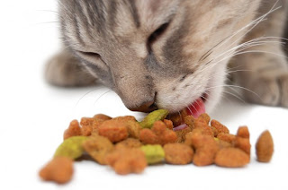 A gray tabby cat eating kibble