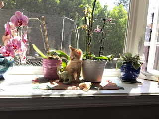kitten and plants
