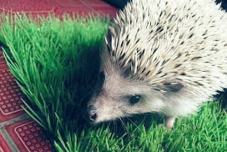 Harga dan Jenis Landak Mini Paling Bagus di Indonesia Pencinta binatang niscaya tau dong dengan binatang mungil yang satu ini Harga dan Jenis Landak Mini Paling Bagus di Indonesia
