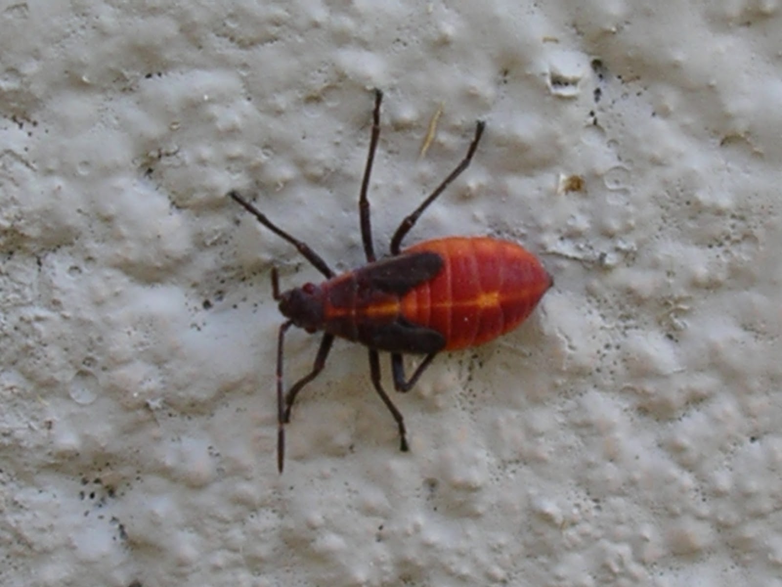 Red and 2024 black bugs