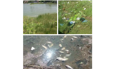  ''Lagoa da Caiçara''  em São José da Tapera pede socorro devido a poluição,  peixes estão morrendo