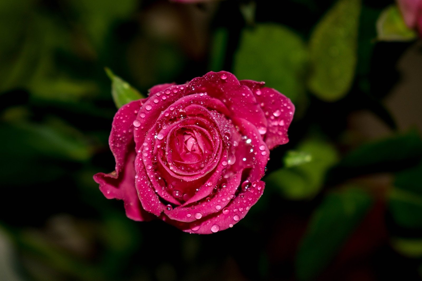 Gambar bunga mawar merah Gambar bunga mawar