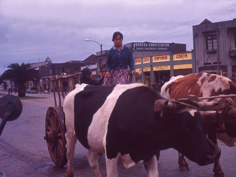 1965 Chili vaca