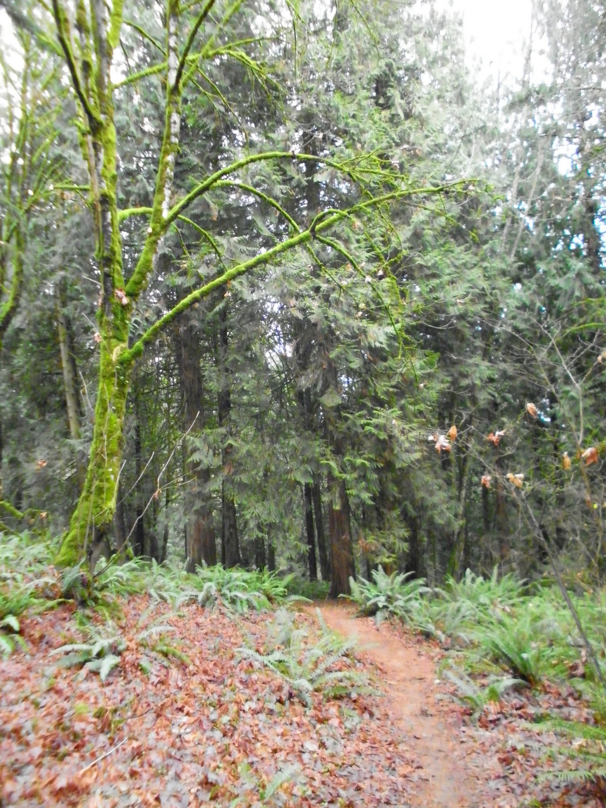 Black Watch Sasquatch: Mt. Talbert Nature Park - Clackamas