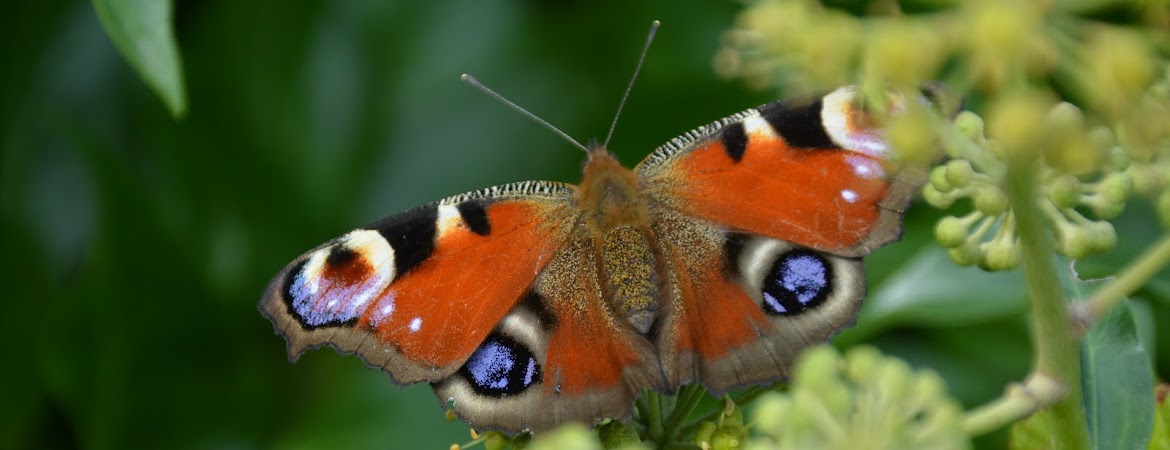 Des  hirondelles et des papillons