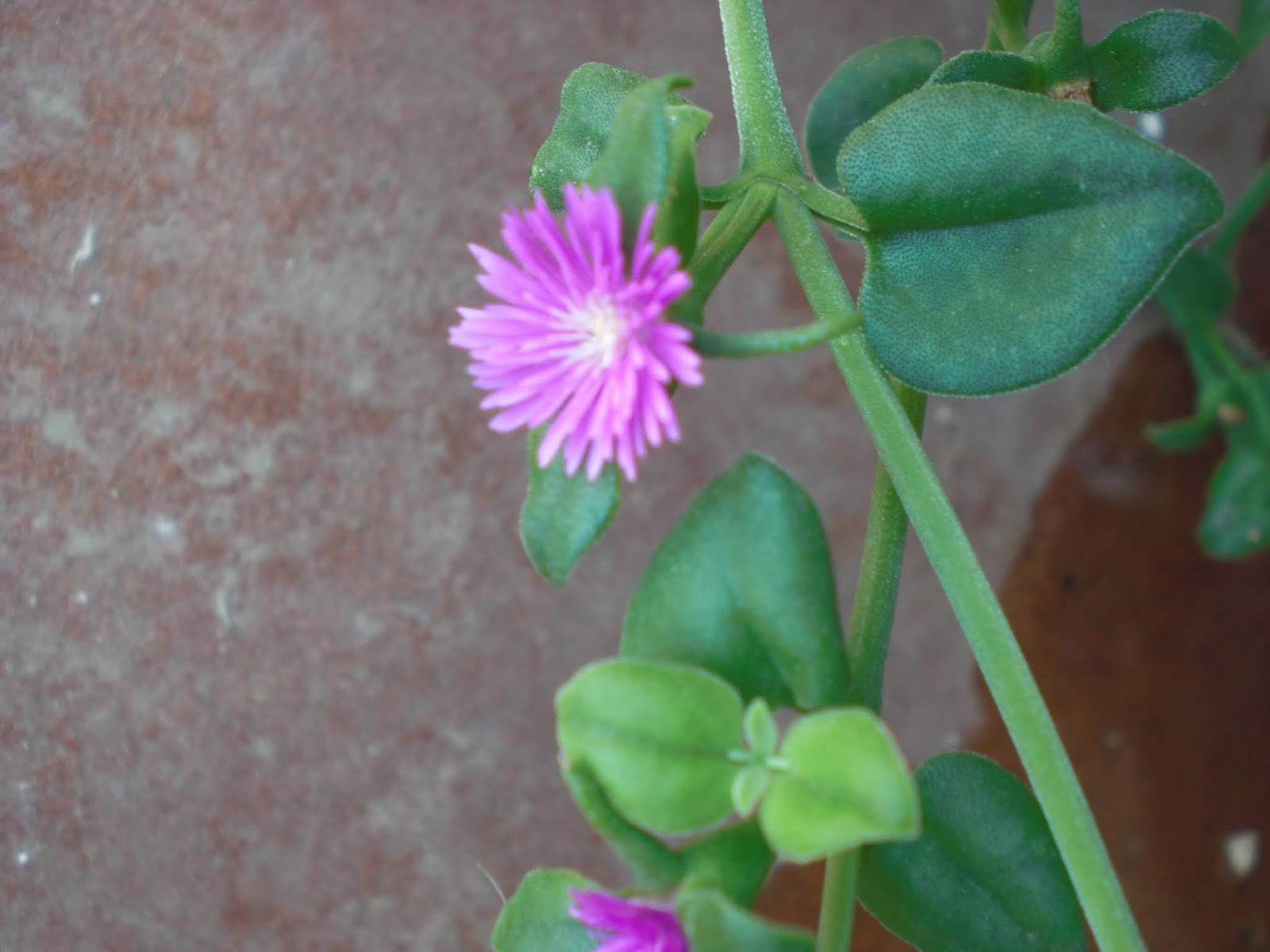 voltaje revelación Obstinado manto de la