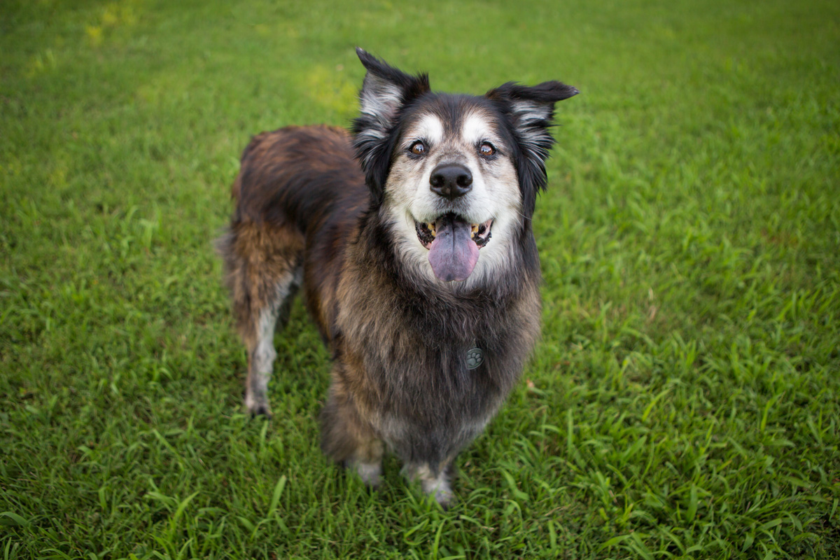 do happy dogs live longer