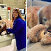 Homem compra anúncio de U$6M no Super Bowl pra agradecer veterinários que salvaram seu cachorro do câncer