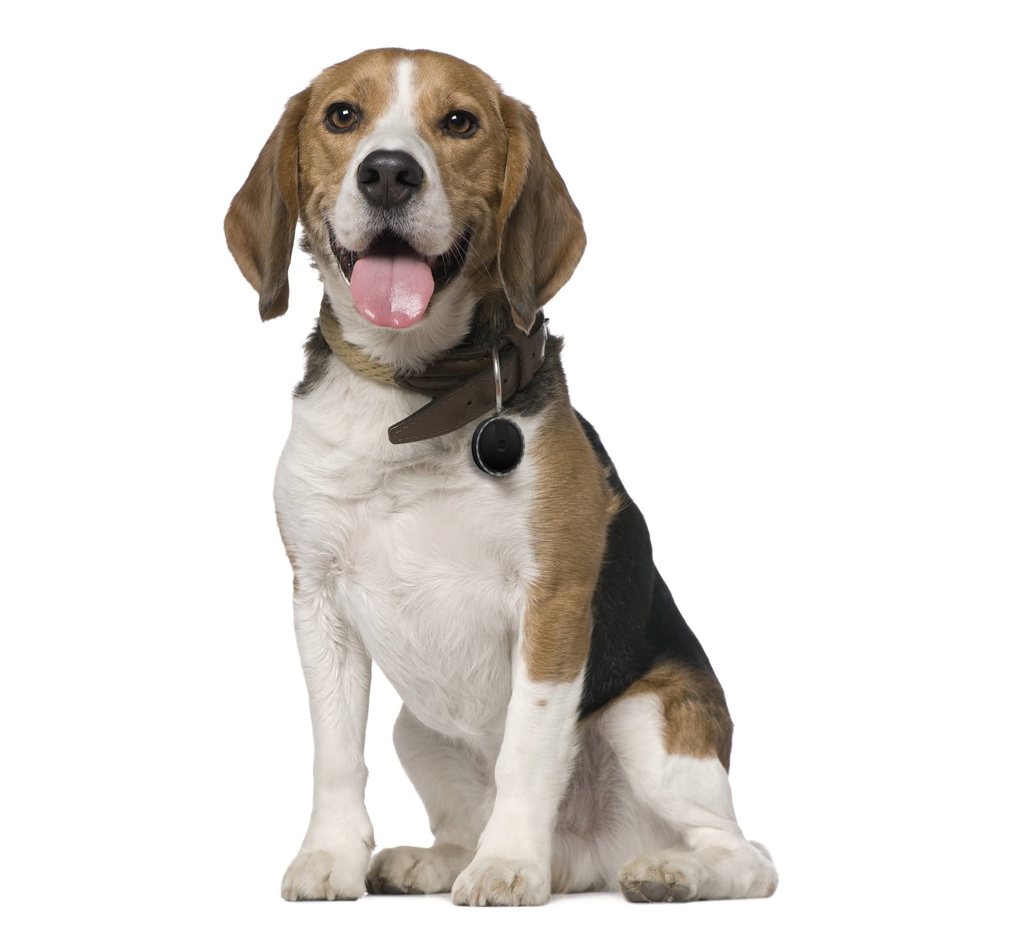 Huishoud nieuws Kleinste GPStracker voor huisdieren