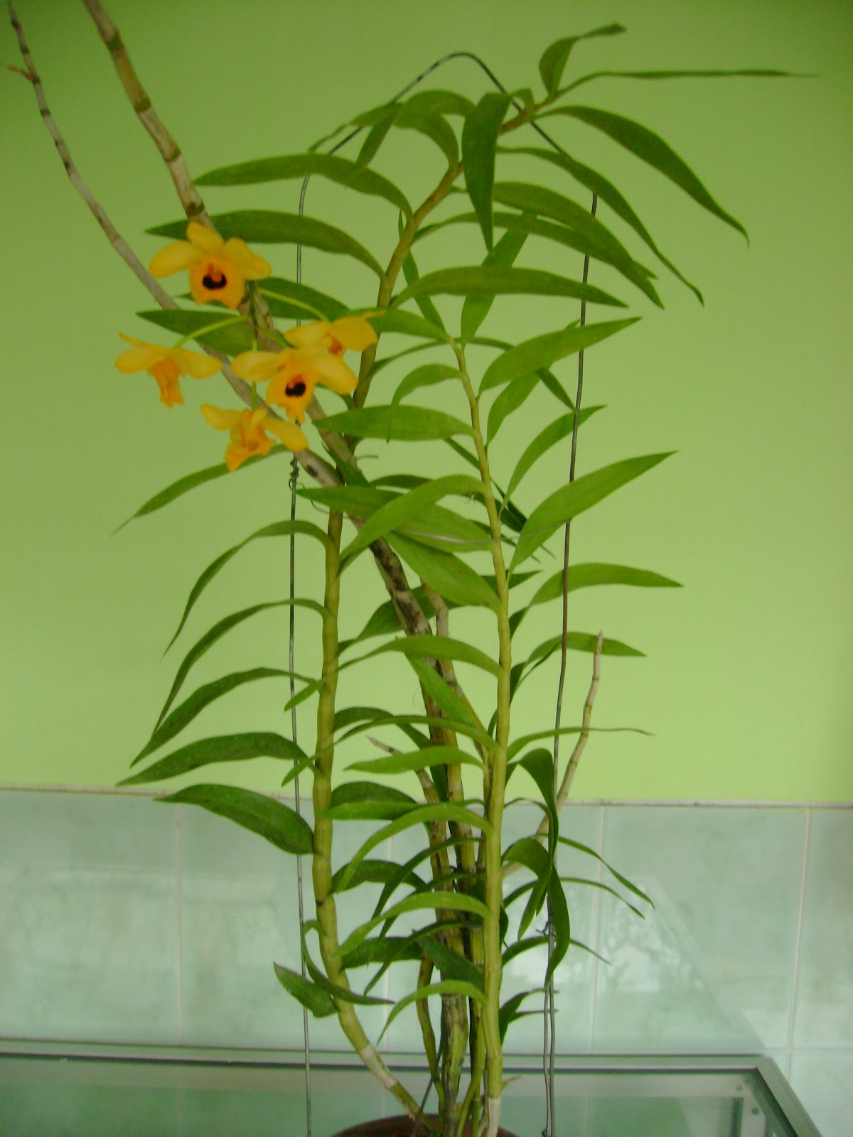  Singhasari Orchid Morfologi tanaman Anggrek 