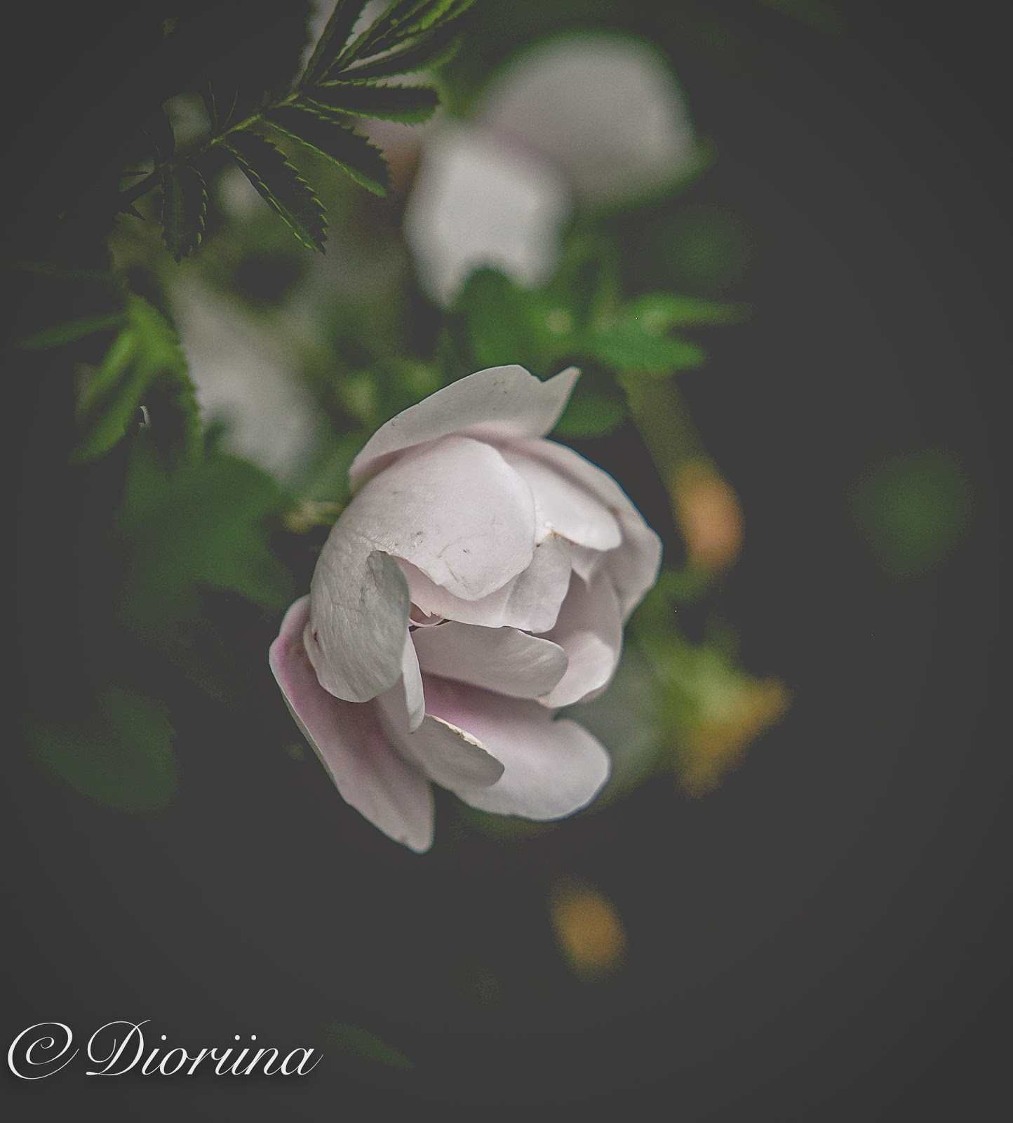 midsummer rose