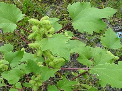 छोटा गोखरू (Common Cocklebur)