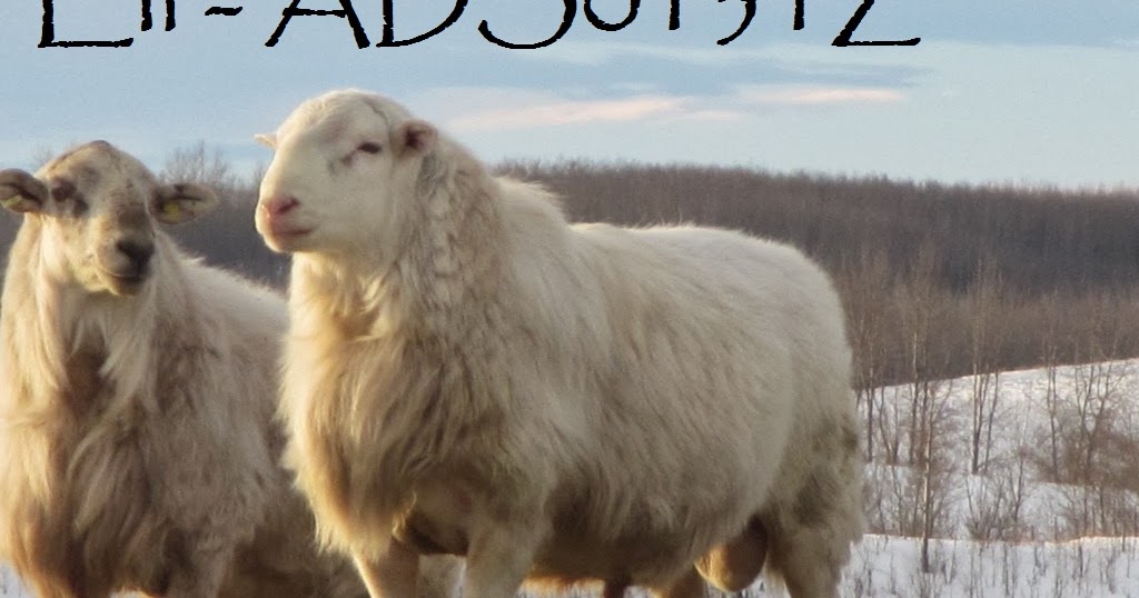 Sheep for sale near me