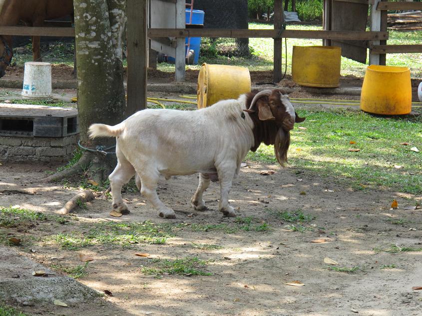 隐形的猫 2: Broga Rabbit Fun Land