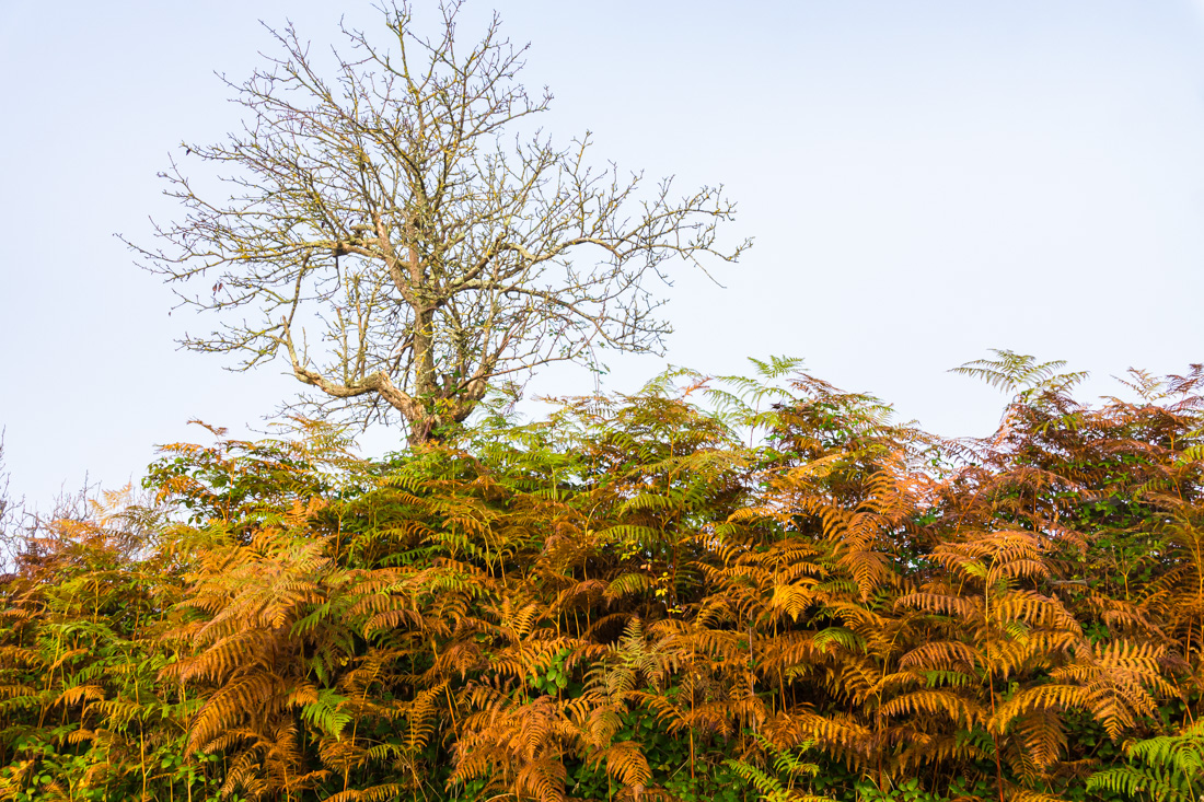 Туман в долине Туман в долине