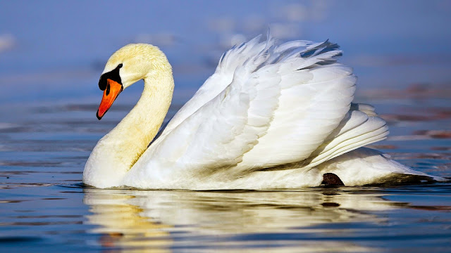 12131-Beautiful Swan Animal HD Wallpaperz