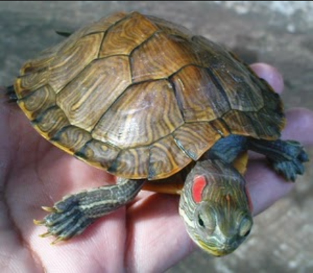 Peliharaan Baru Kura Kura Brazil Punya Fakta