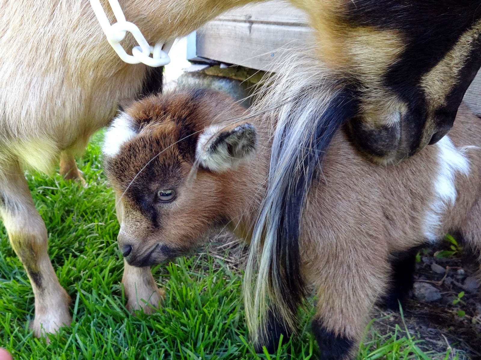 Goats For Sale Nigerian Dwarf Goats Pittsburgh Pennsylvania