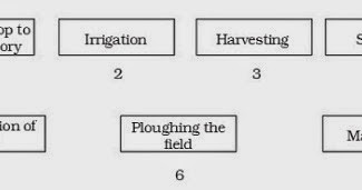 Crop Production Flow Chart