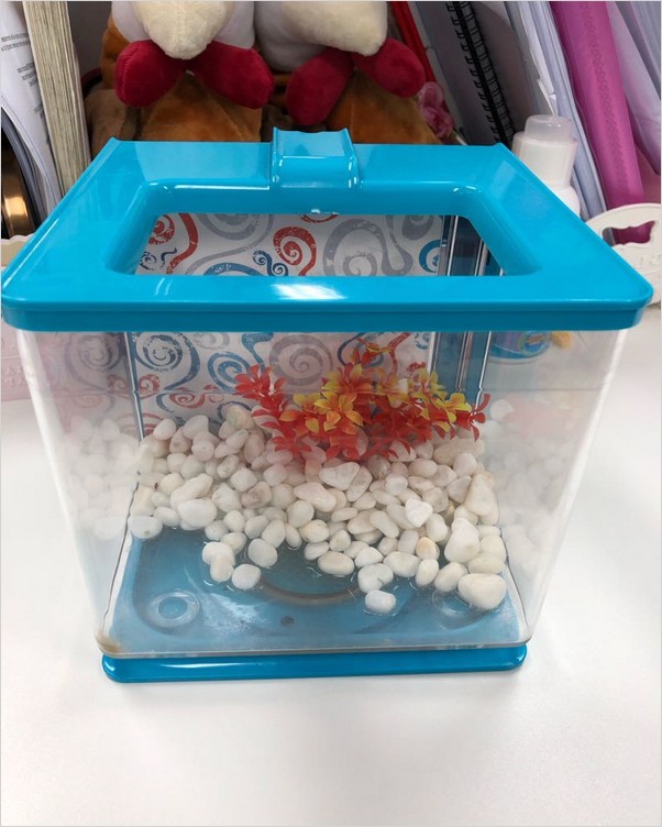 plastic fish tanks for sale